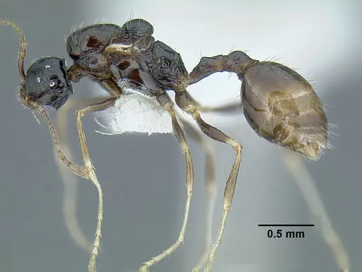 Temnothorax pergandei specimen MCZENT00583595 image mczent00583595_4