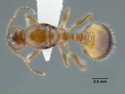 Temnothorax pergandei specimen MCZENT00583596 image mczent00583596_1