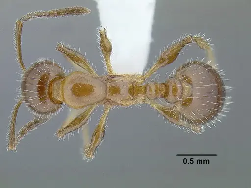 Temnothorax pergandei specimen MCZENT00583596 image mczent00583596_2