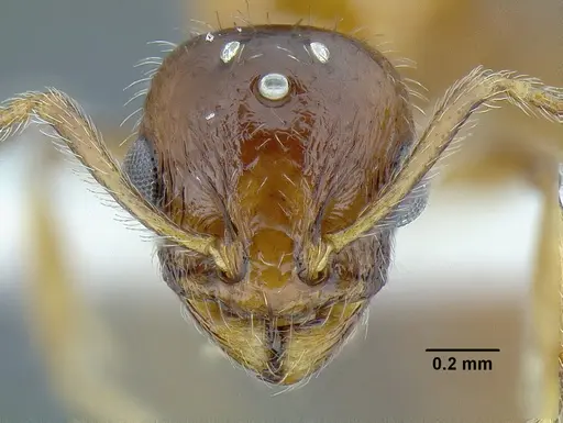 Temnothorax pergandei specimen MCZENT00583596 image mczent00583596_3