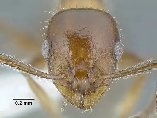 Temnothorax pergandei specimen MCZENT00583596 image mczent00583596_4