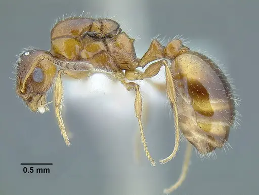 Temnothorax pergandei specimen MCZENT00583596 image mczent00583596_5