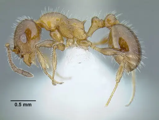 Temnothorax pergandei specimen MCZENT00583596 image mczent00583596_6