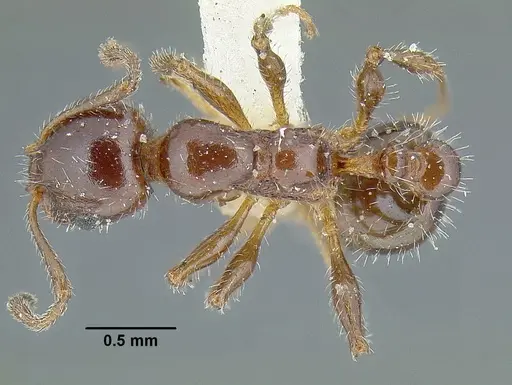 Temnothorax pergandei specimen USNMENT00532780 image usnment00532780_1