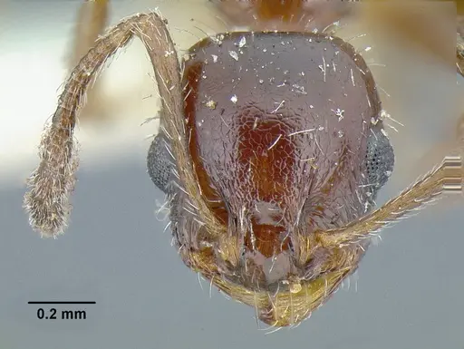 Temnothorax pergandei specimen USNMENT00532780 image usnment00532780_2