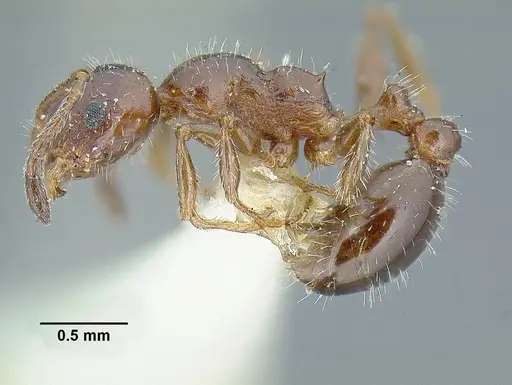Temnothorax pergandei specimen USNMENT00532780 image usnment00532780_3
