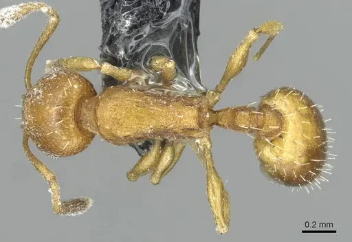 Temnothorax personatus specimen CASENT0913785 image casent0913785_1