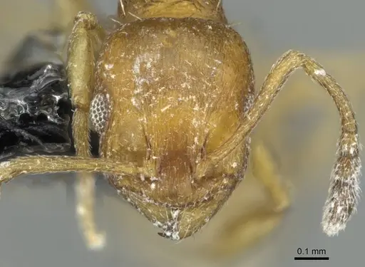 Temnothorax personatus specimen CASENT0913785 image casent0913785_2