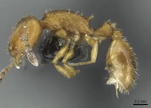 Temnothorax personatus specimen CASENT0913785 image casent0913785_3