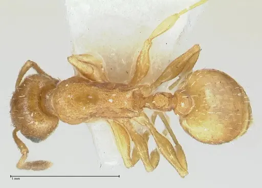 Temnothorax personatus specimen FOCOL1813 image focol1813_1