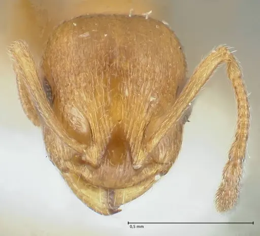 Temnothorax personatus specimen FOCOL1813 image focol1813_2