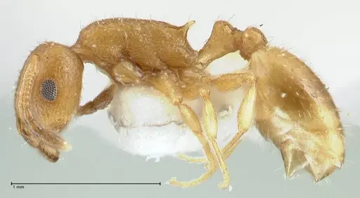 Temnothorax personatus specimen FOCOL1813 image focol1813_3