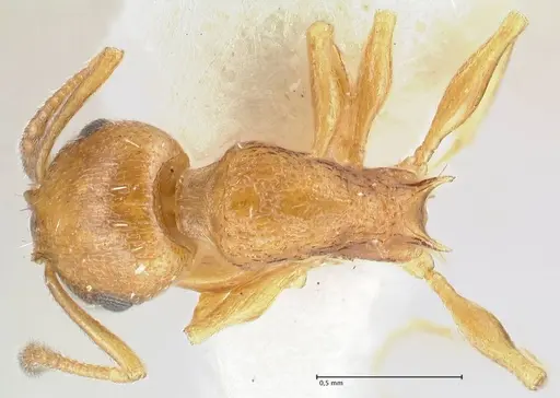 Temnothorax personatus specimen FOCOL1814 image focol1814_1