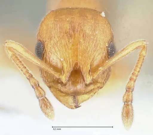 Temnothorax personatus specimen FOCOL1814 image focol1814_2