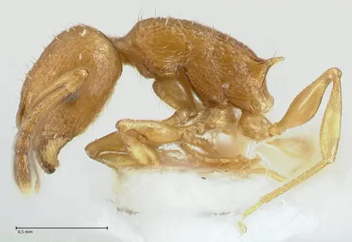 Temnothorax personatus specimen FOCOL1814 image focol1814_3