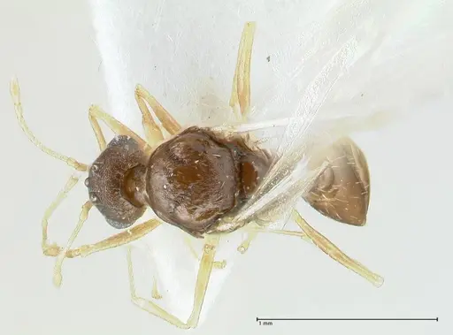 Temnothorax personatus specimen FOCOL1815 image focol1815_1