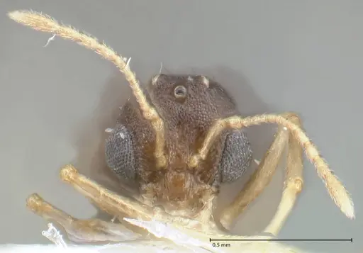 Temnothorax personatus specimen FOCOL1815 image focol1815_2