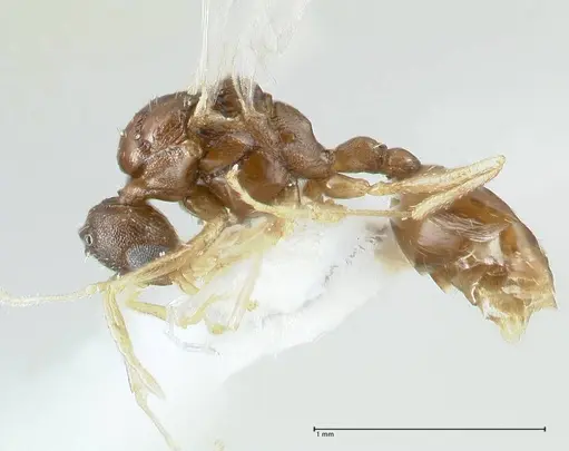 Temnothorax personatus specimen FOCOL1815 image focol1815_3