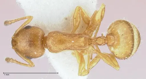 Temnothorax personatus specimen FOCOL1816 image focol1816_1