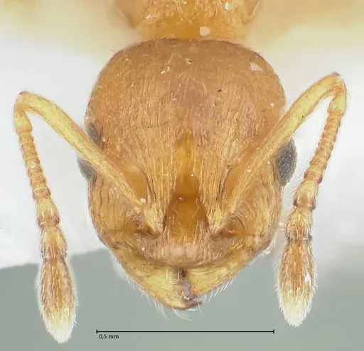 Temnothorax personatus specimen FOCOL1816 image focol1816_2