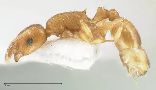 Temnothorax personatus specimen FOCOL1816 image focol1816_3