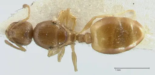 Temnothorax personatus specimen FOCOL1817 image focol1817_1