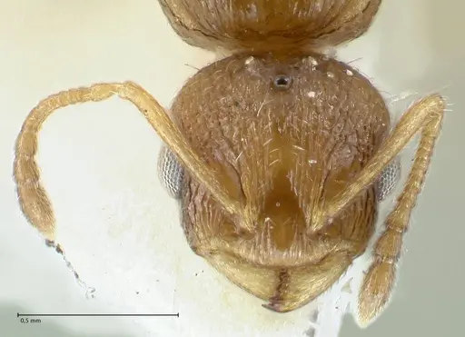 Temnothorax personatus specimen FOCOL1817 image focol1817_2