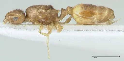 Temnothorax personatus specimen FOCOL1817 image focol1817_3