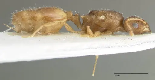 Temnothorax personatus specimen FOCOL1817 image focol1817_4