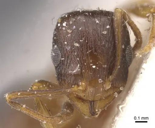Temnothorax peyerimhoffi specimen CASENT0912981 image casent0912981_2