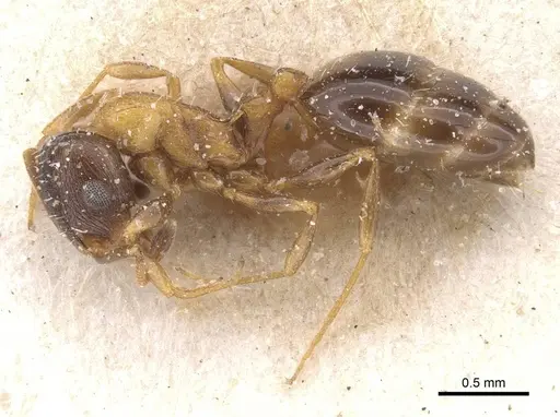 Temnothorax peyerimhoffi specimen CASENT0912981 image casent0912981_3