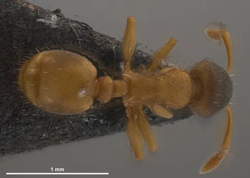 Temnothorax pilagens specimen ANTWEB1008482 image antweb1008482_1