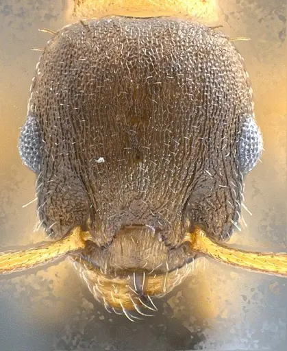 Temnothorax pilagens specimen ANTWEB1008482 image antweb1008482_3