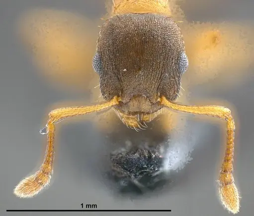 Temnothorax pilagens specimen ANTWEB1008482 image antweb1008482_4