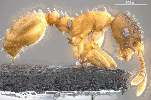 Temnothorax pilagens specimen ANTWEB1008482 image antweb1008482_5