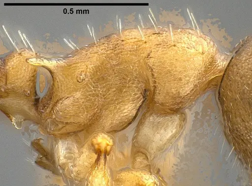 Temnothorax pilagens specimen ANTWEB1008482 image antweb1008482_6