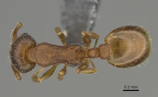 Temnothorax pilagens specimen CASENT0923376 image casent0923376_1