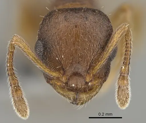 Temnothorax pilagens specimen CASENT0923376 image casent0923376_2