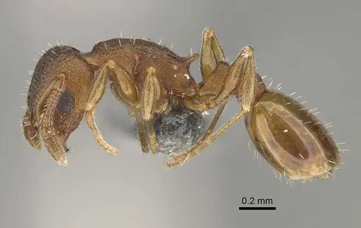 Temnothorax pilagens specimen CASENT0923376 image casent0923376_3