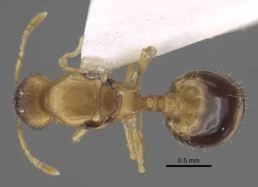 Temnothorax pisarskii specimen CASENT0917458 image casent0917458_1