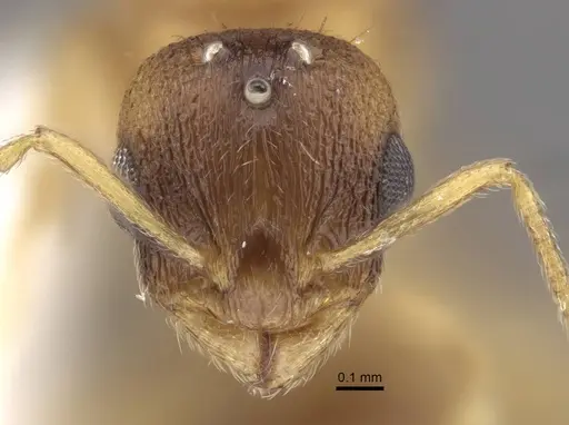 Temnothorax pisarskii specimen CASENT0917458 image casent0917458_2