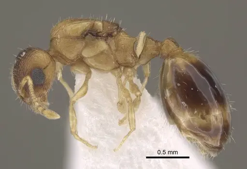 Temnothorax pisarskii specimen CASENT0917458 image casent0917458_4
