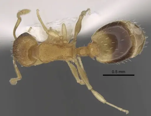 Temnothorax pisarskii specimen CASENT0917459 image casent0917459_1