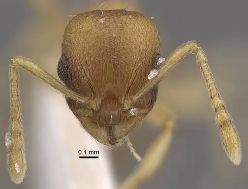 Temnothorax pisarskii specimen CASENT0917459 image casent0917459_2