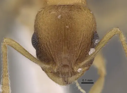 Temnothorax pisarskii specimen CASENT0917459 image casent0917459_3