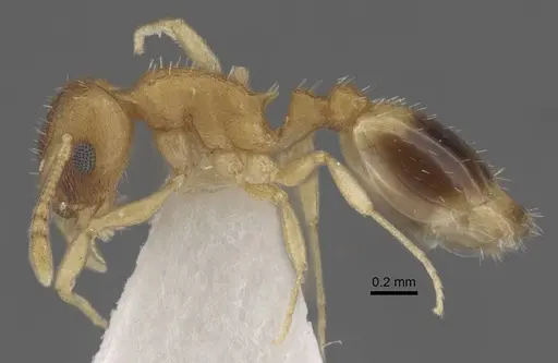 Temnothorax pisarskii specimen CASENT0917459 image casent0917459_4