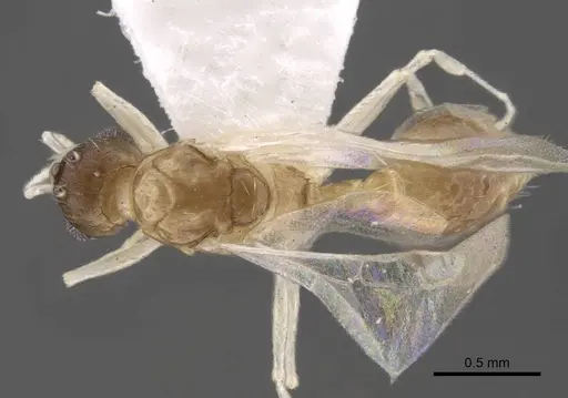 Temnothorax pisarskii specimen CASENT0917460 image casent0917460_1