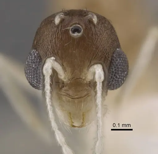 Temnothorax pisarskii specimen CASENT0917460 image casent0917460_2
