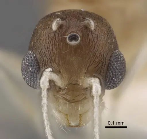 Temnothorax pisarskii specimen CASENT0917460 image casent0917460_3