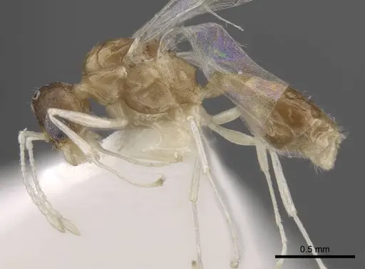 Temnothorax pisarskii specimen CASENT0917460 image casent0917460_4